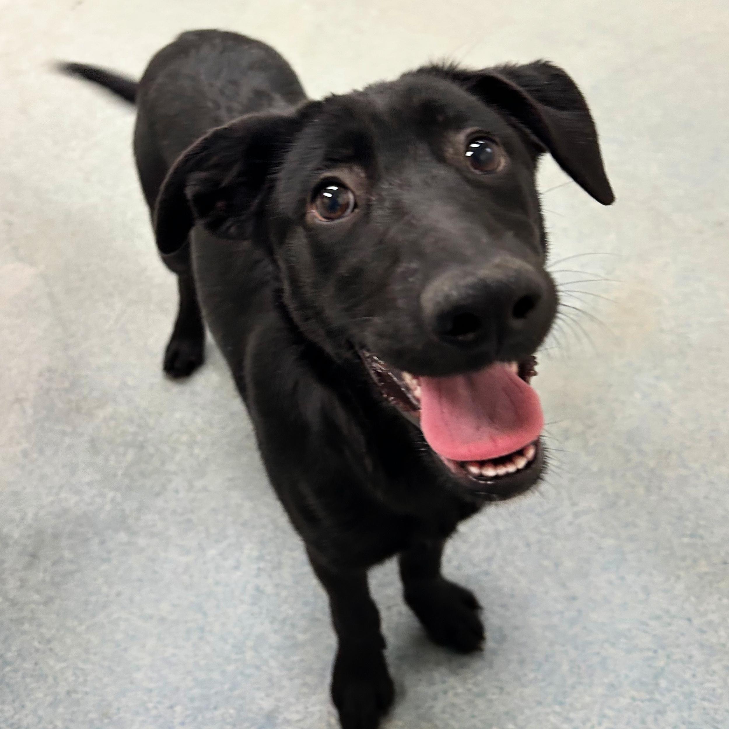 Janessa, an adoptable Black Labrador Retriever in Lindon, UT, 84042 | Photo Image 5