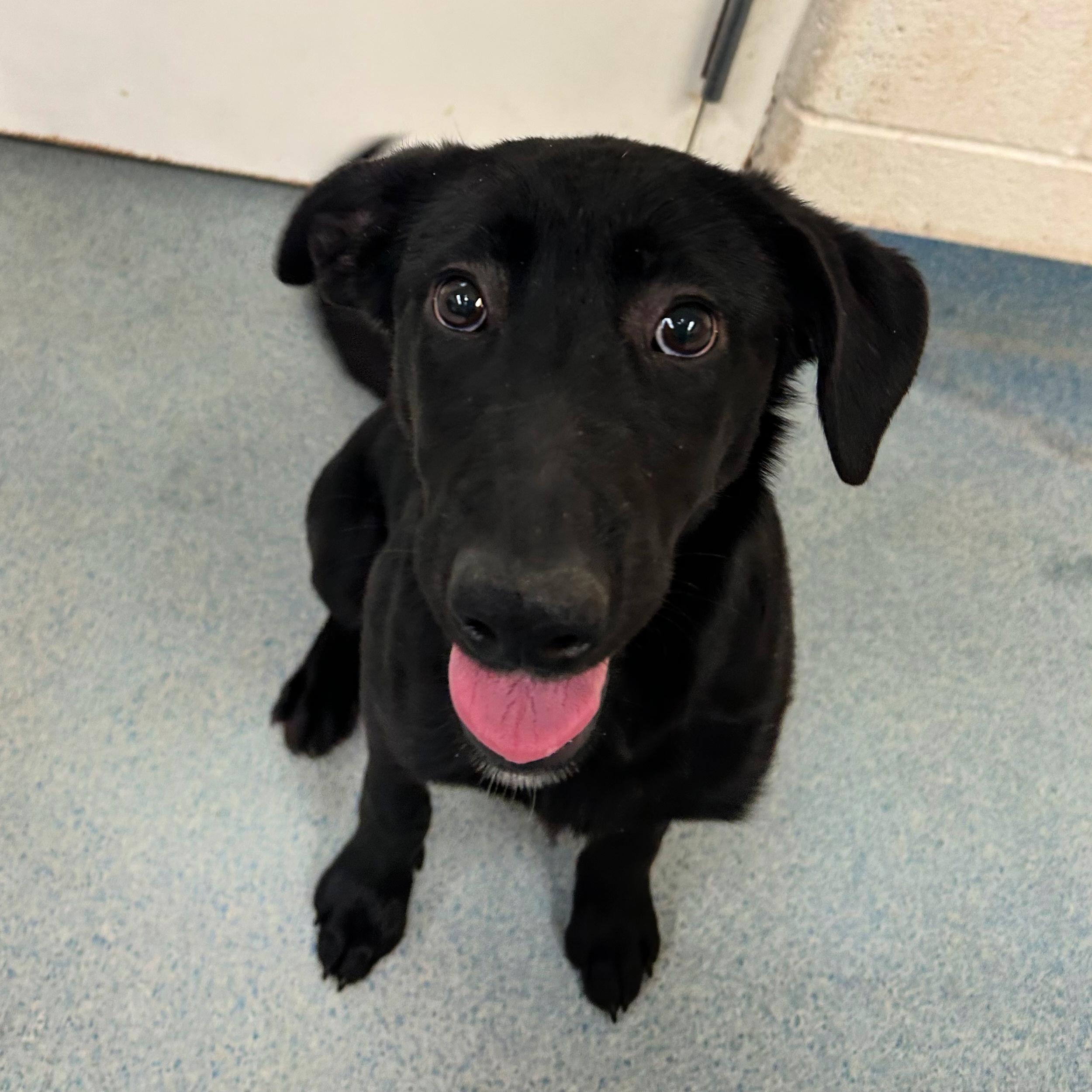 Janessa, an adoptable Black Labrador Retriever in Lindon, UT, 84042 | Photo Image 2