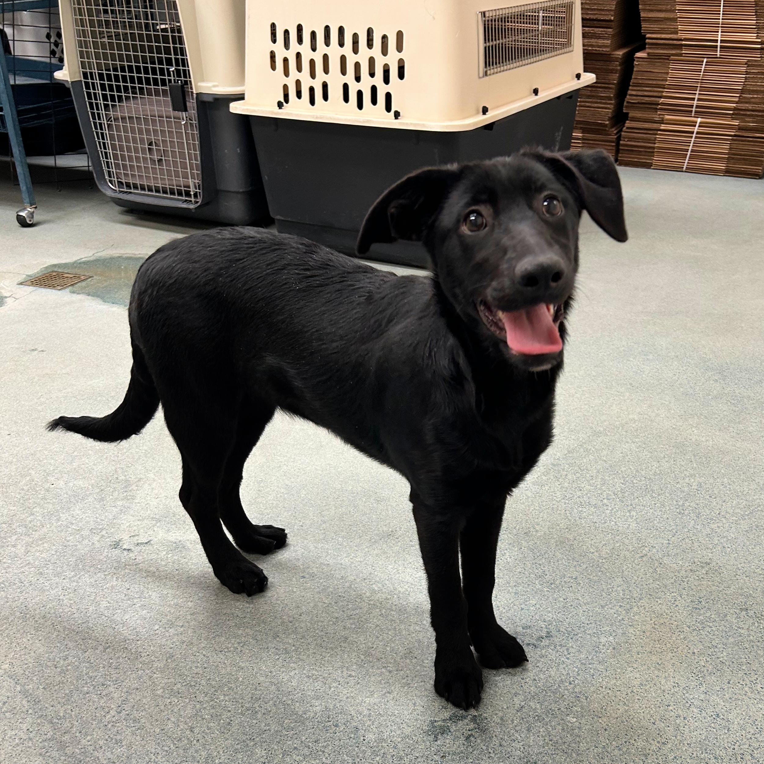 Janessa, an adoptable Black Labrador Retriever in Lindon, UT, 84042 | Photo Image 3
