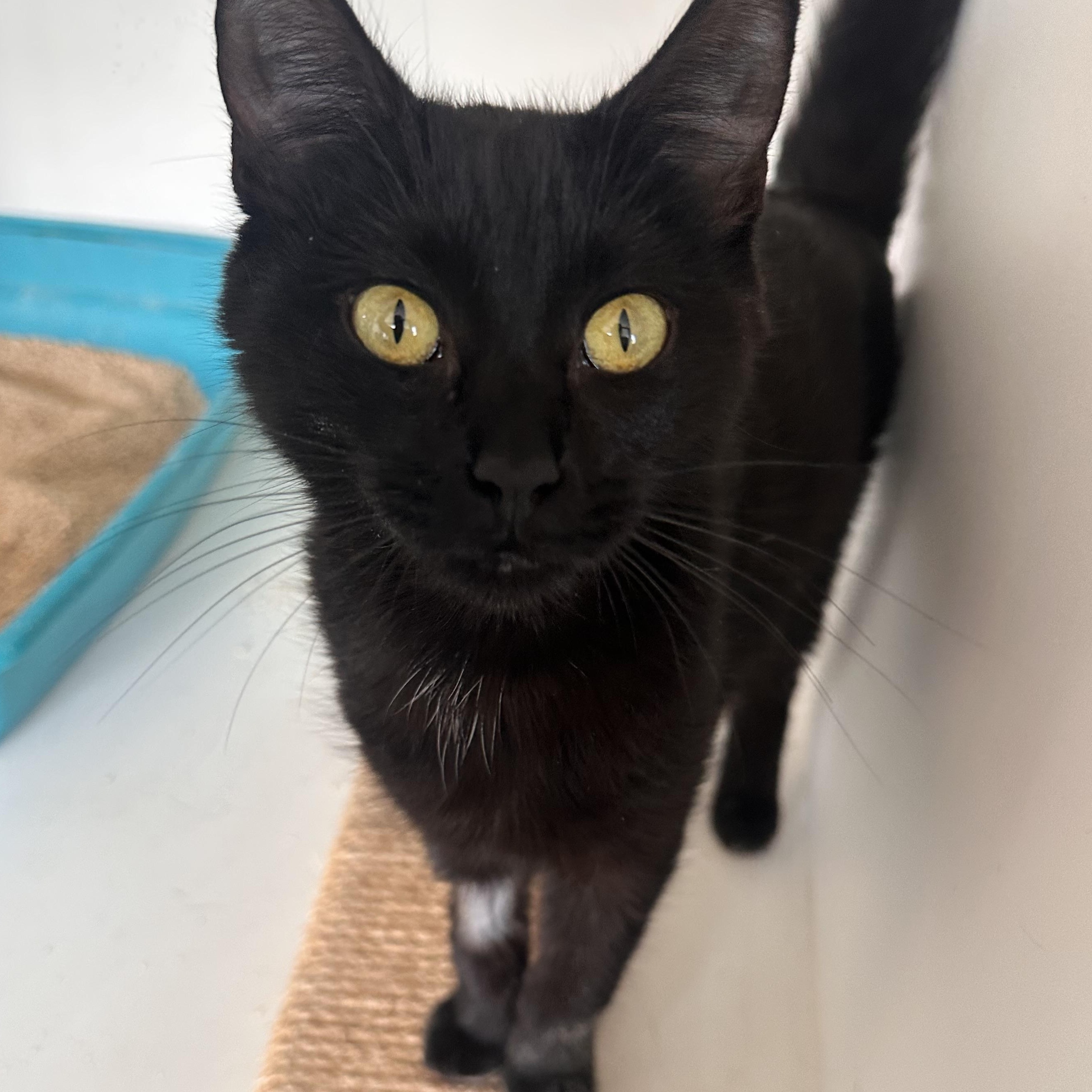Flo, an adoptable American Shorthair in Fort Kent, ME, 04743 | Photo Image 1