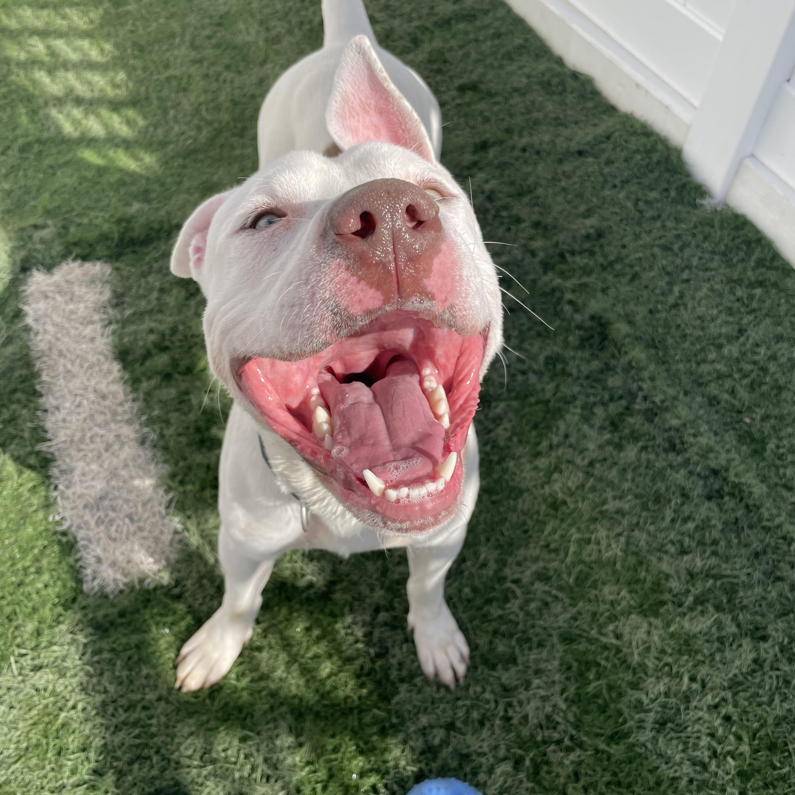 Romeo, Adoptable, Young Male Pit Bull Terrier.