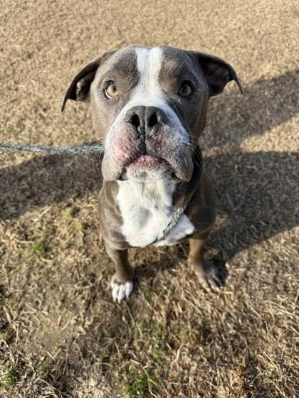 Enlarge Marvin, a Adoptable mixed breed in Memphis, TN image 1/3
