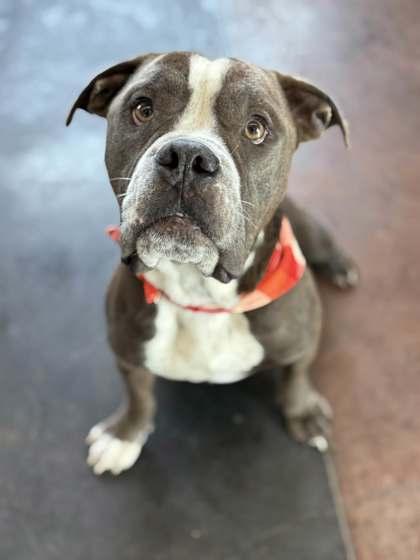 Marvin, Adoptable, Adult Male Mixed Breed & Mixed Breed.