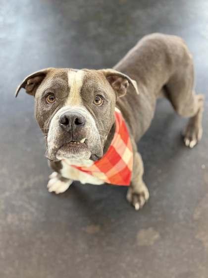 Enlarge Marvin, a Adoptable mixed breed in Memphis, TN image 2/3