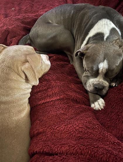 Enlarge Marvin, a Adoptable mixed breed in Memphis, TN image 3/3