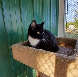 Enlarge Dona, a ADOPTABLE Domestic Short Hair in Minneapolis, MN image 3/3