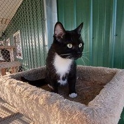 Dona, adopted, Adult Female Domestic Short Hair.
