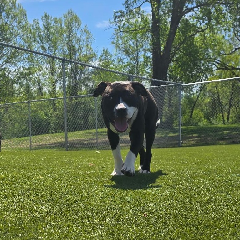 OREO, ADOPTABLE, Young Female Staffordshire Bull Terrier.