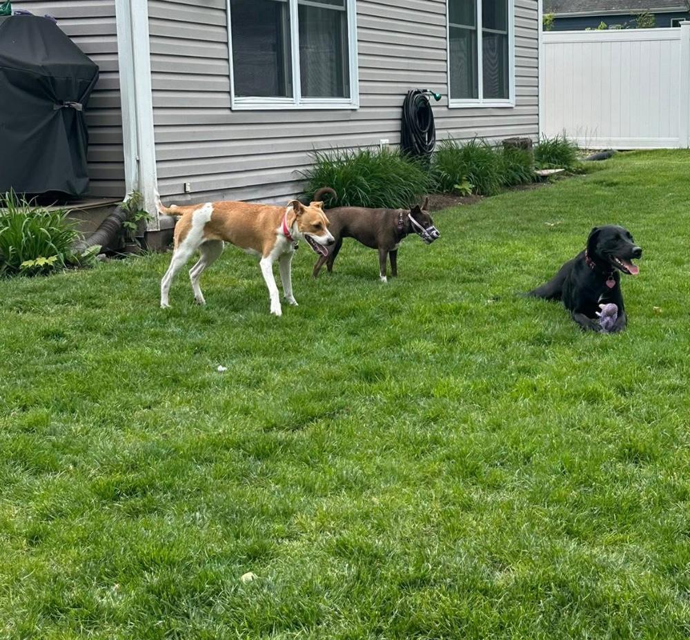 Minka, Adoptable, Puppy Female Terrier & Beagle.