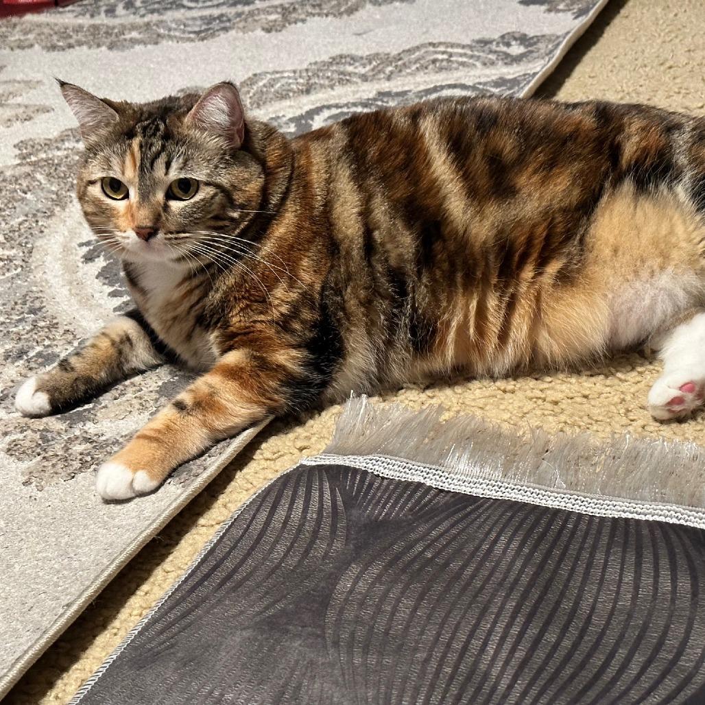 Mirah, Adoptable, Adult Female American Shorthair.