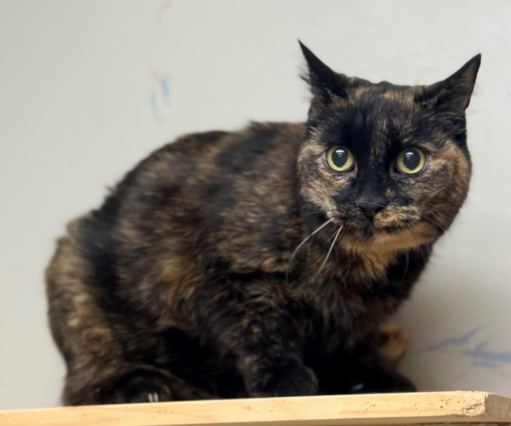 Enlarge Pretty Pretty, a Adoptable mixed breed in North Vernon, IN image 1/2