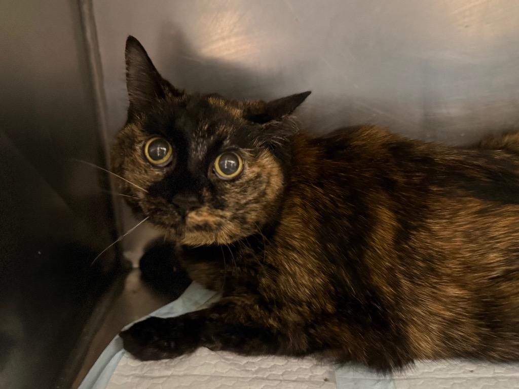 Pretty Pretty, Adoptable, Senior Female Domestic Short Hair.