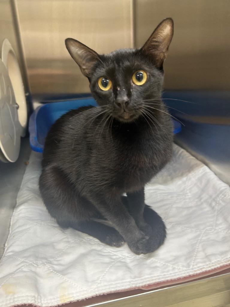 Enlarge Ink, a Adoptable mixed breed in Seven Points, TX image 1/3