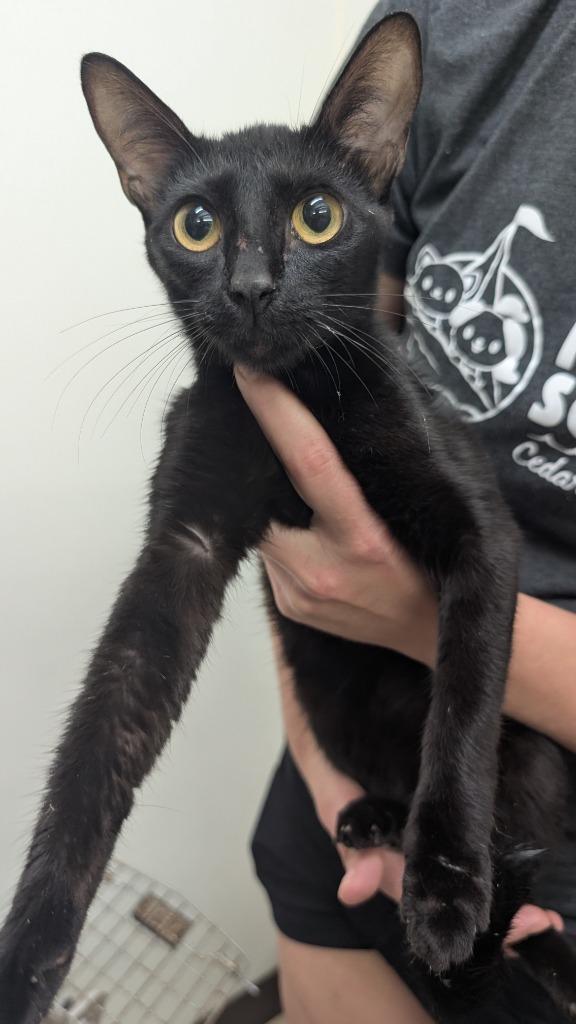 Enlarge Ink, a Adoptable mixed breed in Seven Points, TX image 3/3