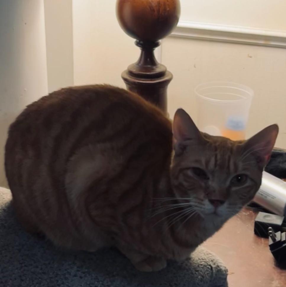 Enlarge Nemo, a Adoptable Domestic Short Hair in Columbia, SC image 3/3