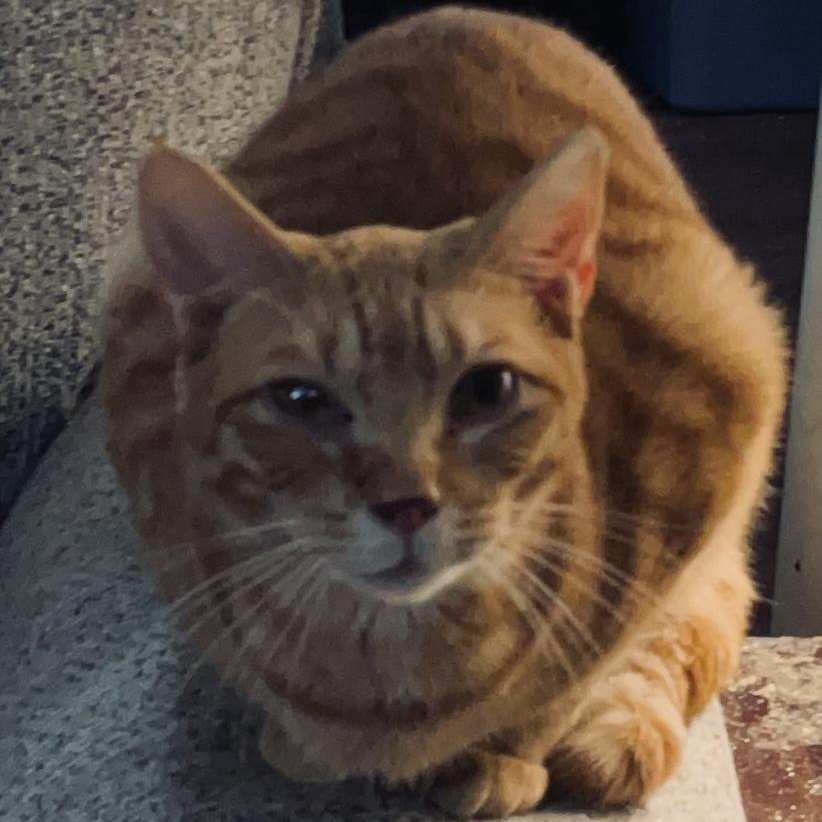 Nemo, Adoptable, Adult Male Domestic Short Hair.