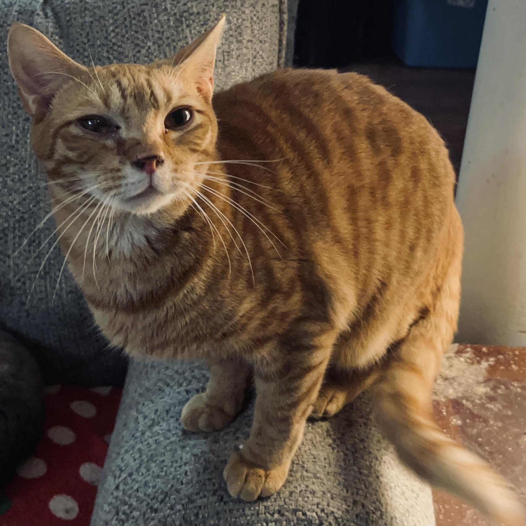 Enlarge Nemo, a Adoptable Domestic Short Hair in Columbia, SC image 2/3