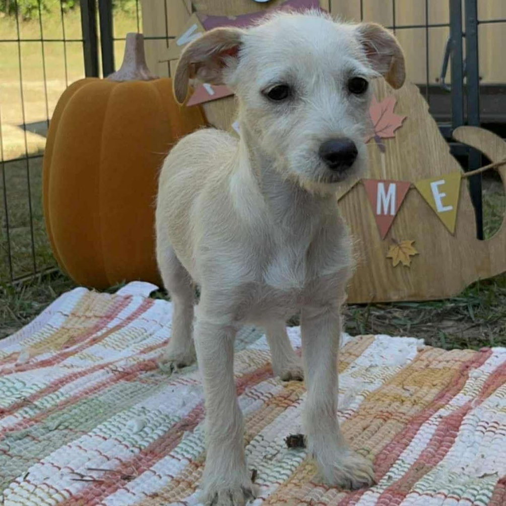Enlarge Kodie, a Adoptable mixed breed in Windsor, ON image 4/5
