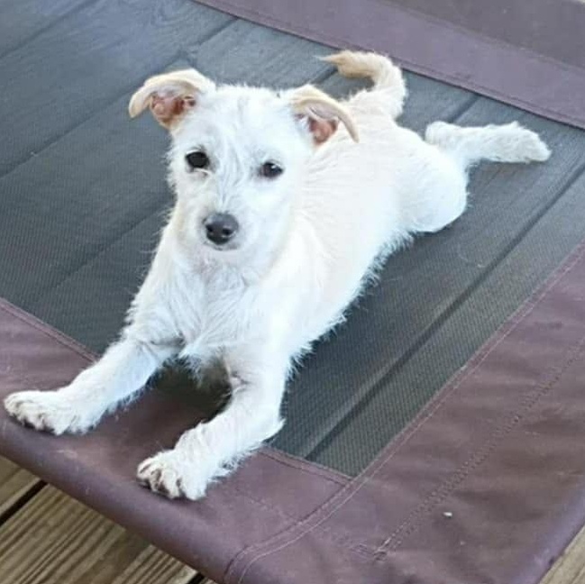 Enlarge Kodie, a Adoptable mixed breed in Windsor, ON image 1/5