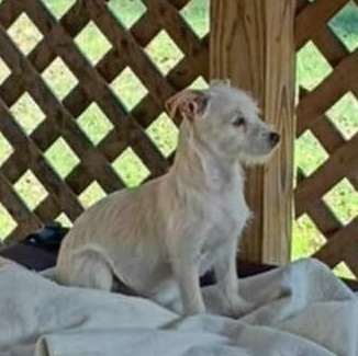 Enlarge Kodie, a Adoptable mixed breed in Windsor, ON image 2/5