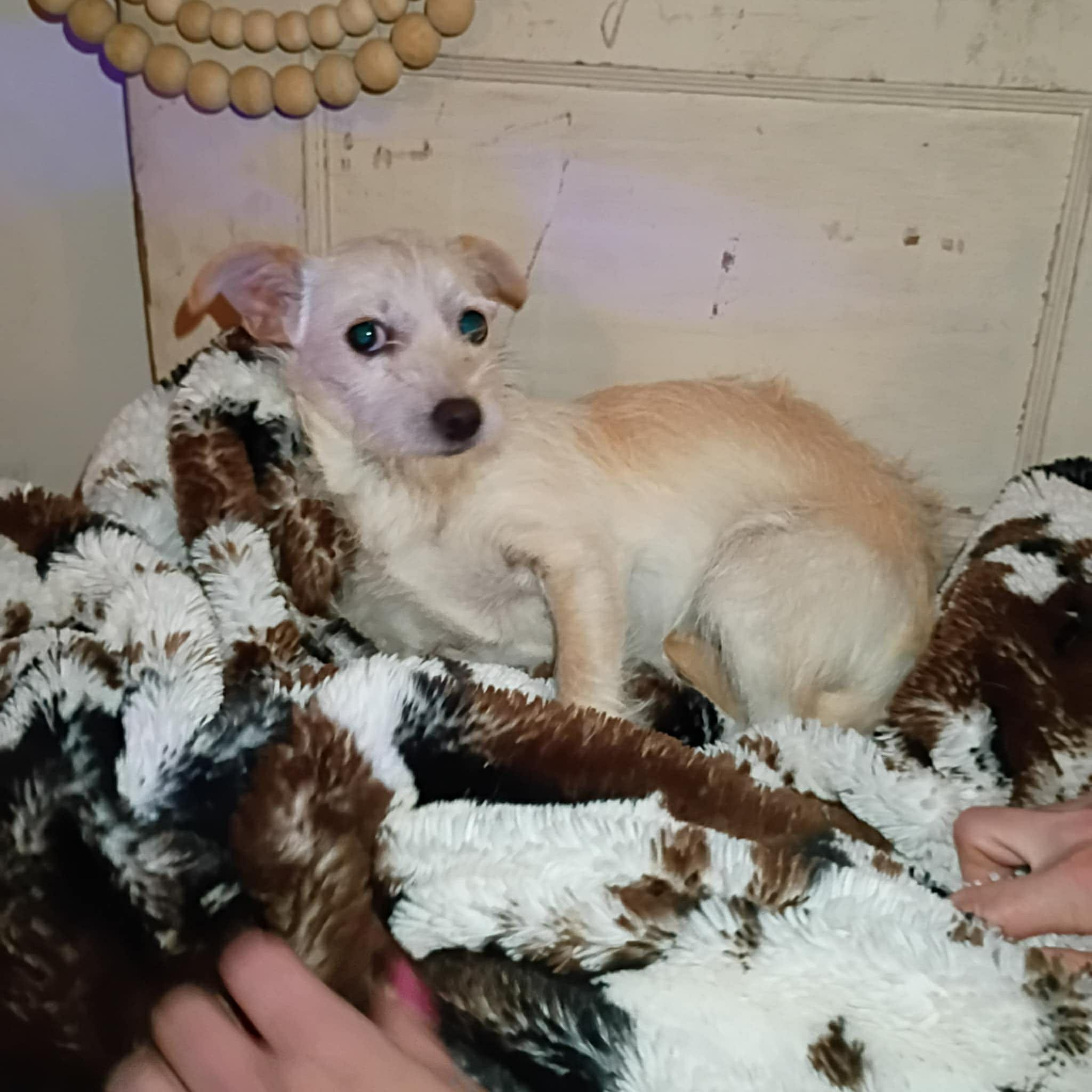 Enlarge Kodie, a Adoptable mixed breed in Windsor, ON image 6/6