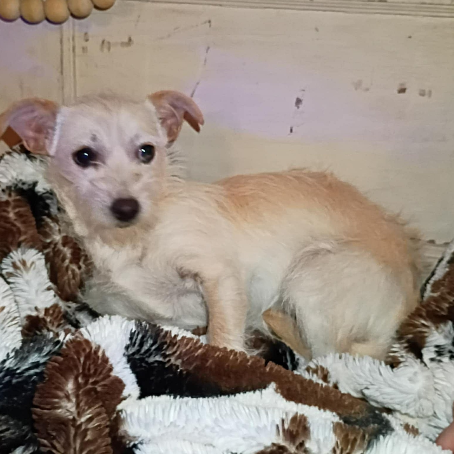 Kodie, Adoptable, Puppy Female Terrier.