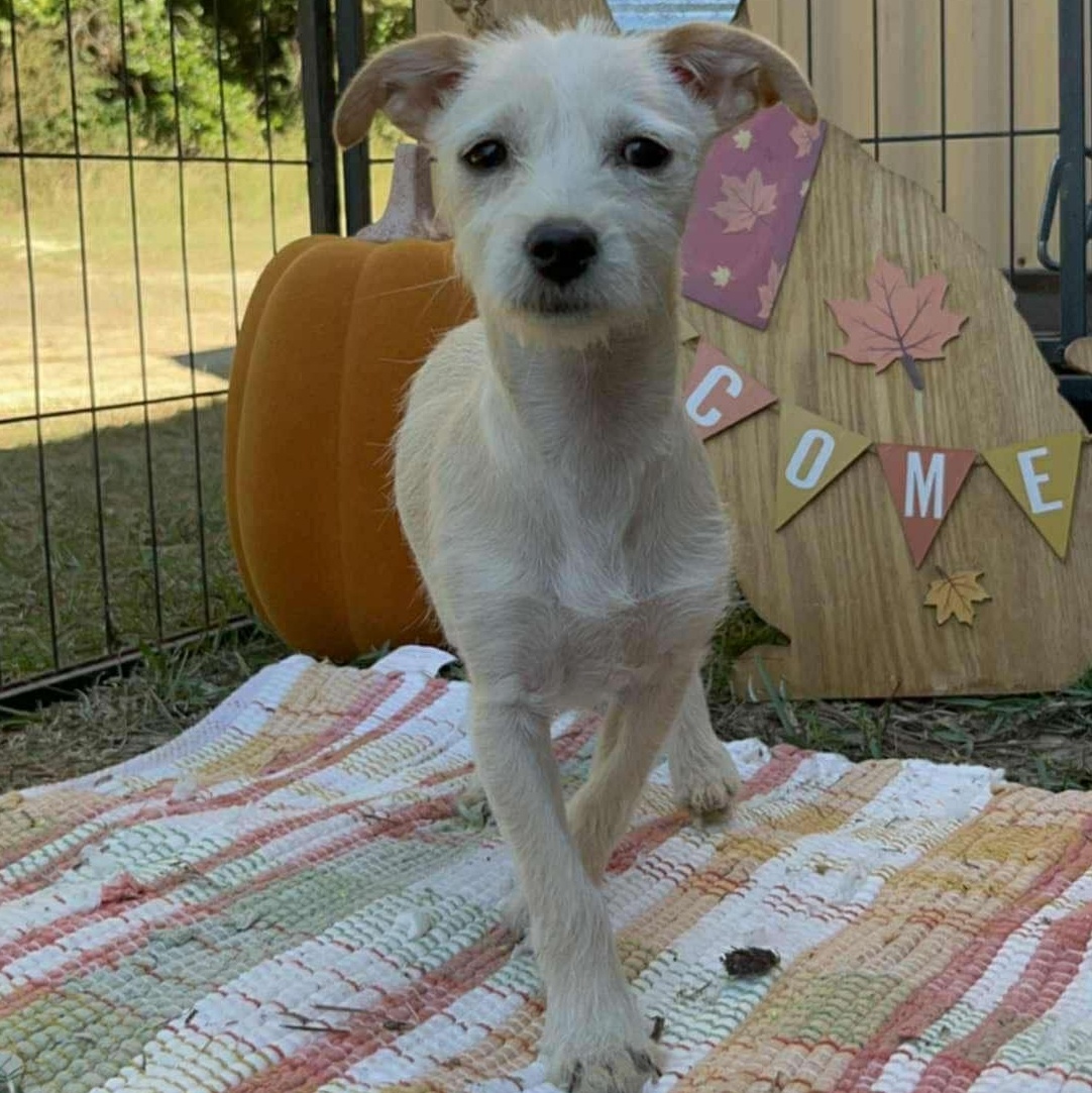 Kodie, Adoptable, Puppy Female Terrier.