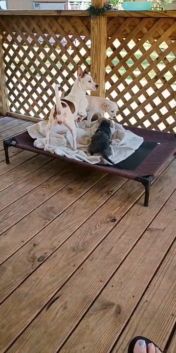 Enlarge Kodie, a Adoptable mixed breed in Windsor, ON video 5/5