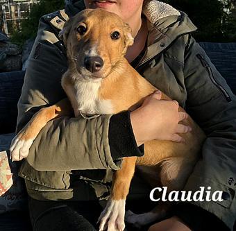 Enlarge Claudia, a Adoptable mixed breed in Canterbury, CT image 1/5