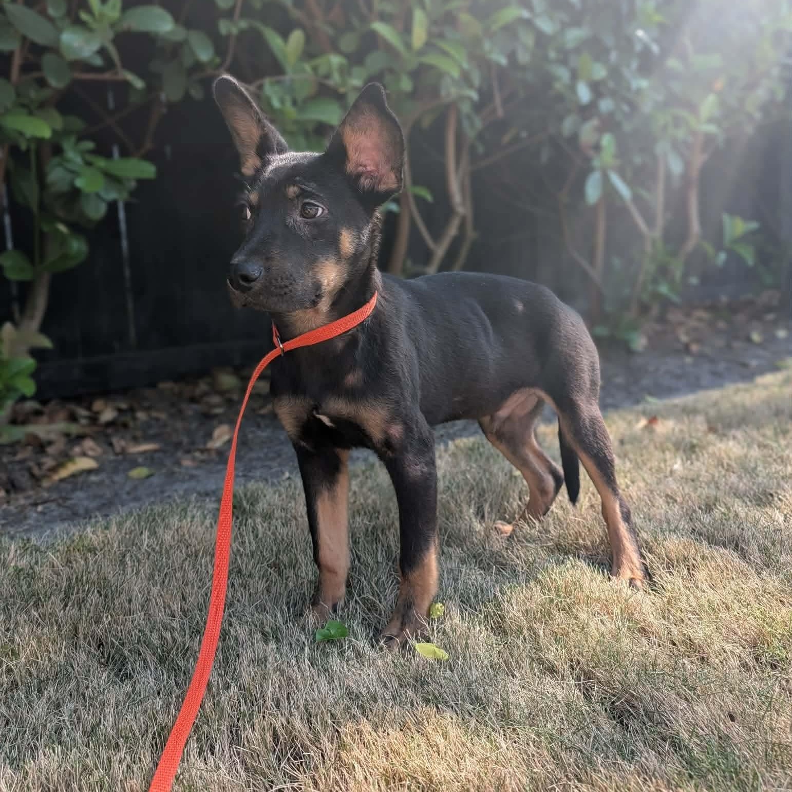 Tommy, ADOPTABLE, Puppy Male Mixed Breed.