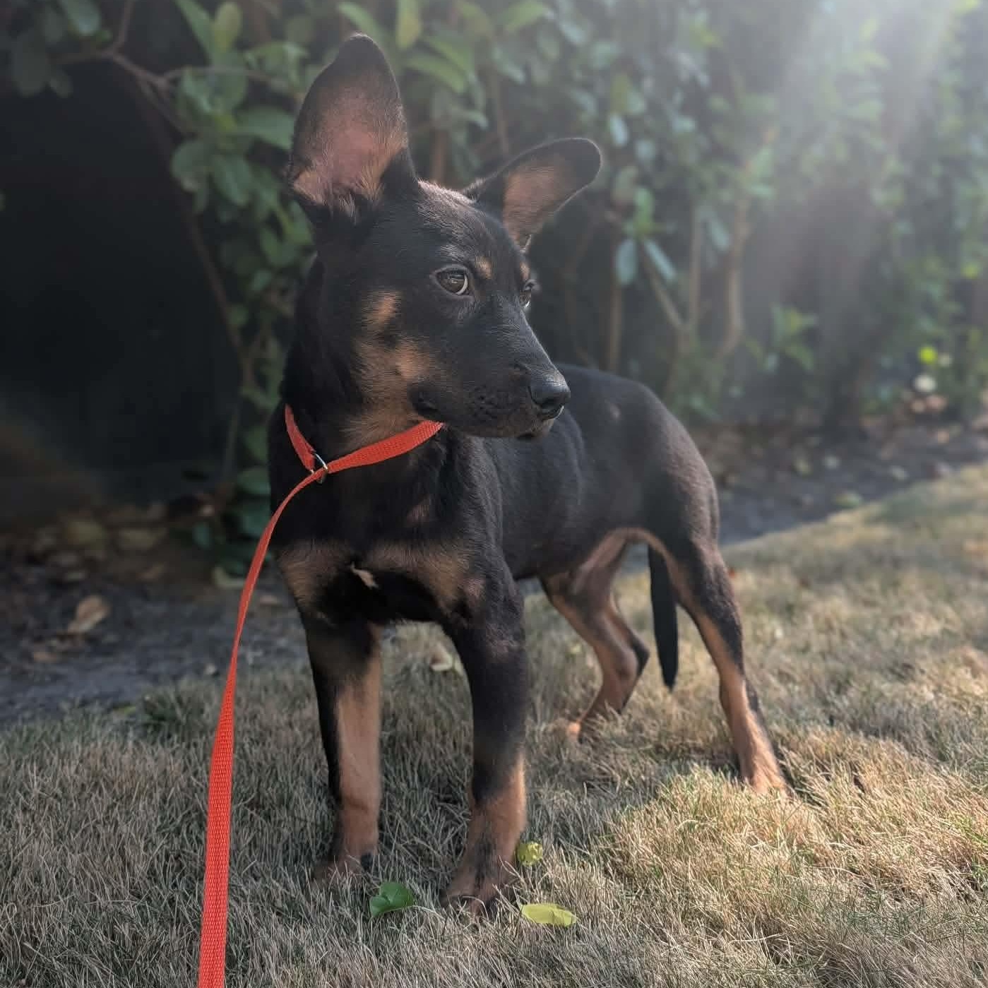 Enlarge Tommy, a ADOPTABLE Mixed Breed in Wando, SC image 3/6