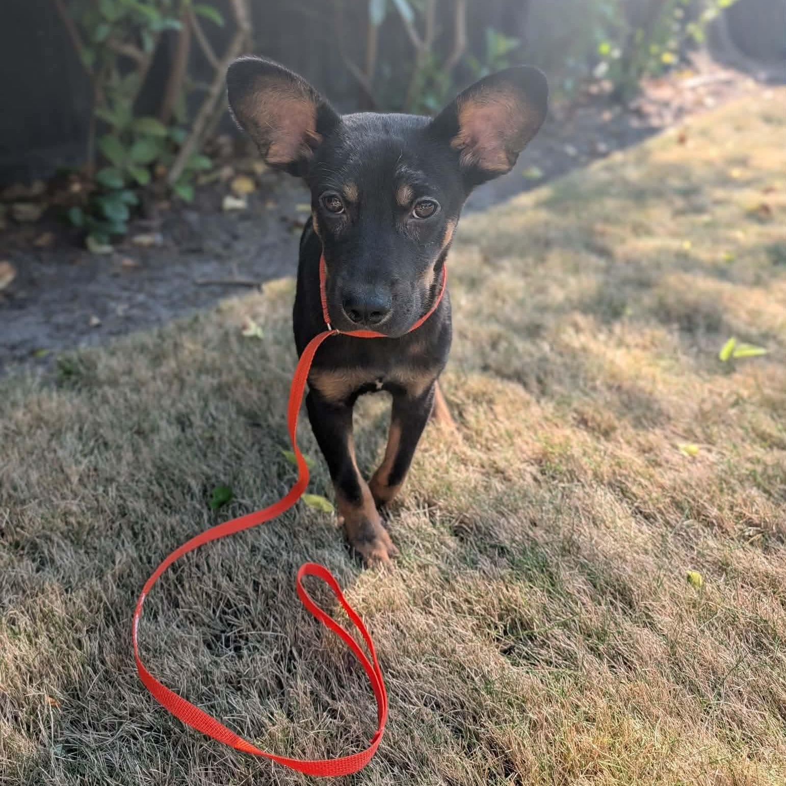 Enlarge Tommy, a ADOPTABLE Mixed Breed in Wando, SC image 2/6