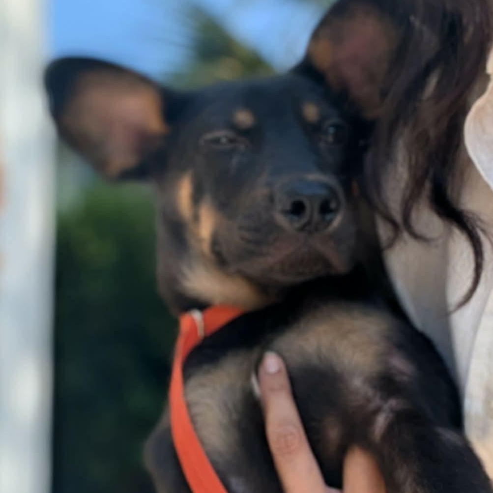 Enlarge Tommy, a ADOPTABLE Mixed Breed in Wando, SC image 6/6