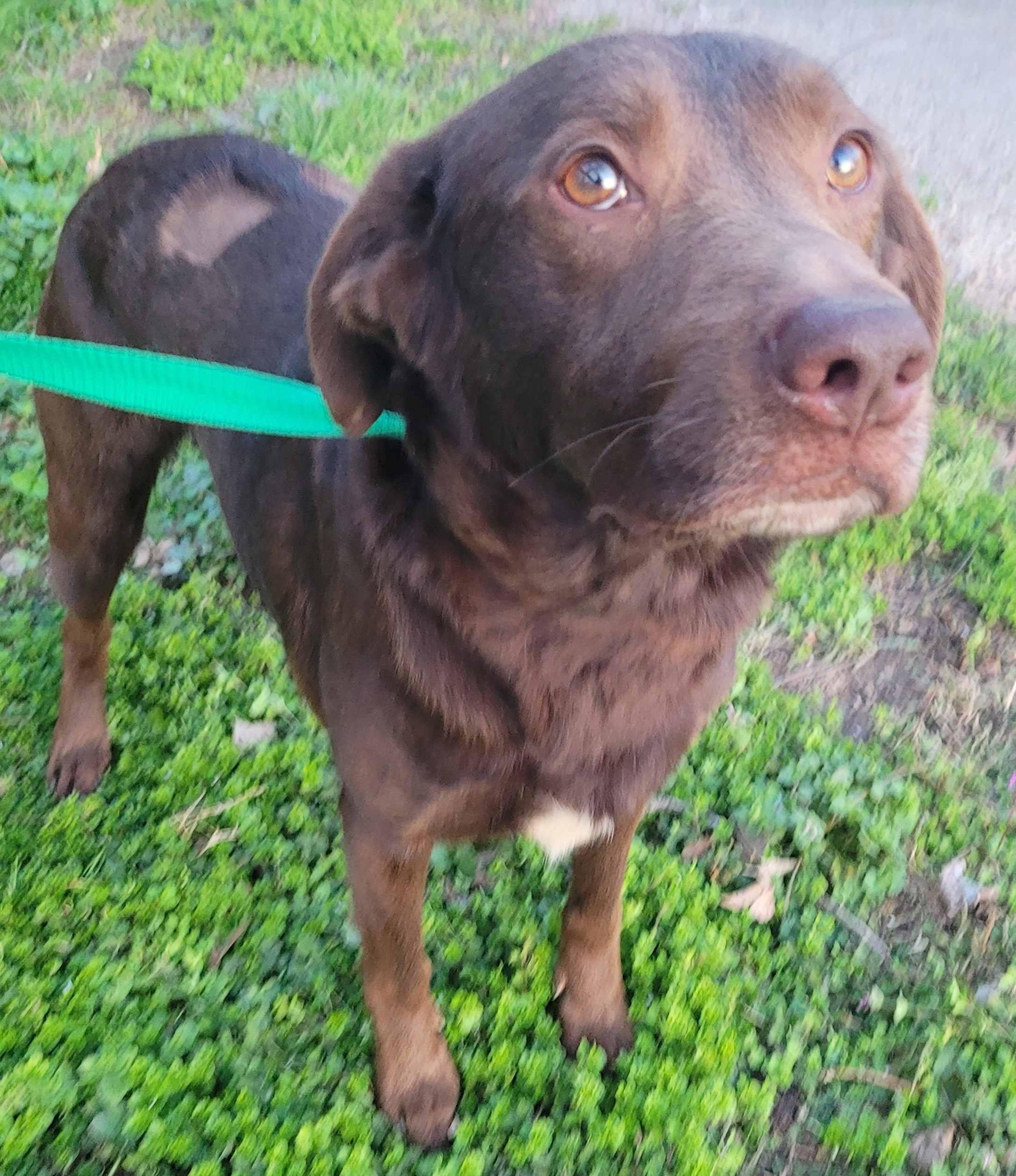 Enlarge Charlie #80, a ADOPTABLE mixed breed in Killingworth, CT image 3/6