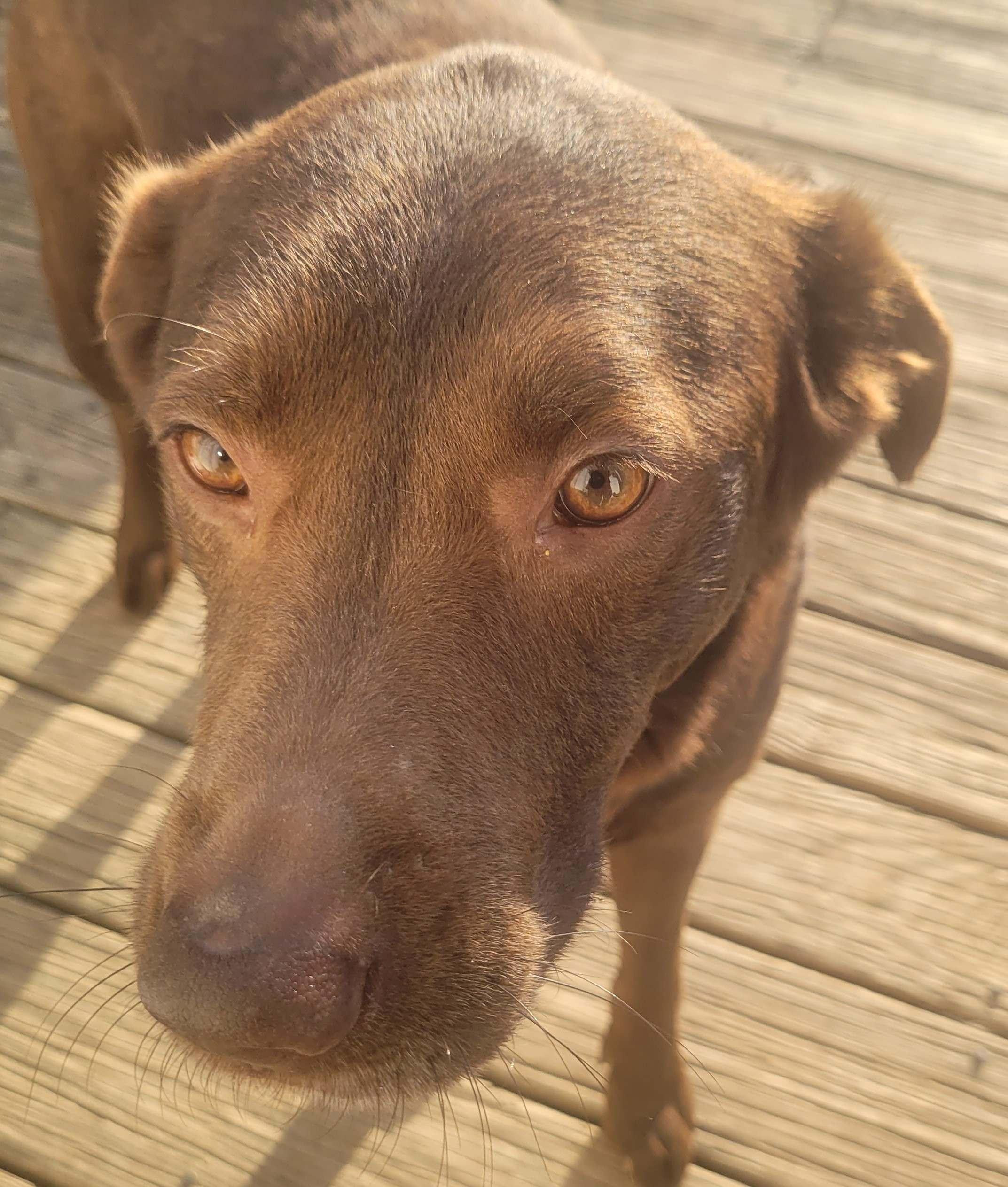 Enlarge Charlie #80, a ADOPTABLE mixed breed in Killingworth, CT image 2/6