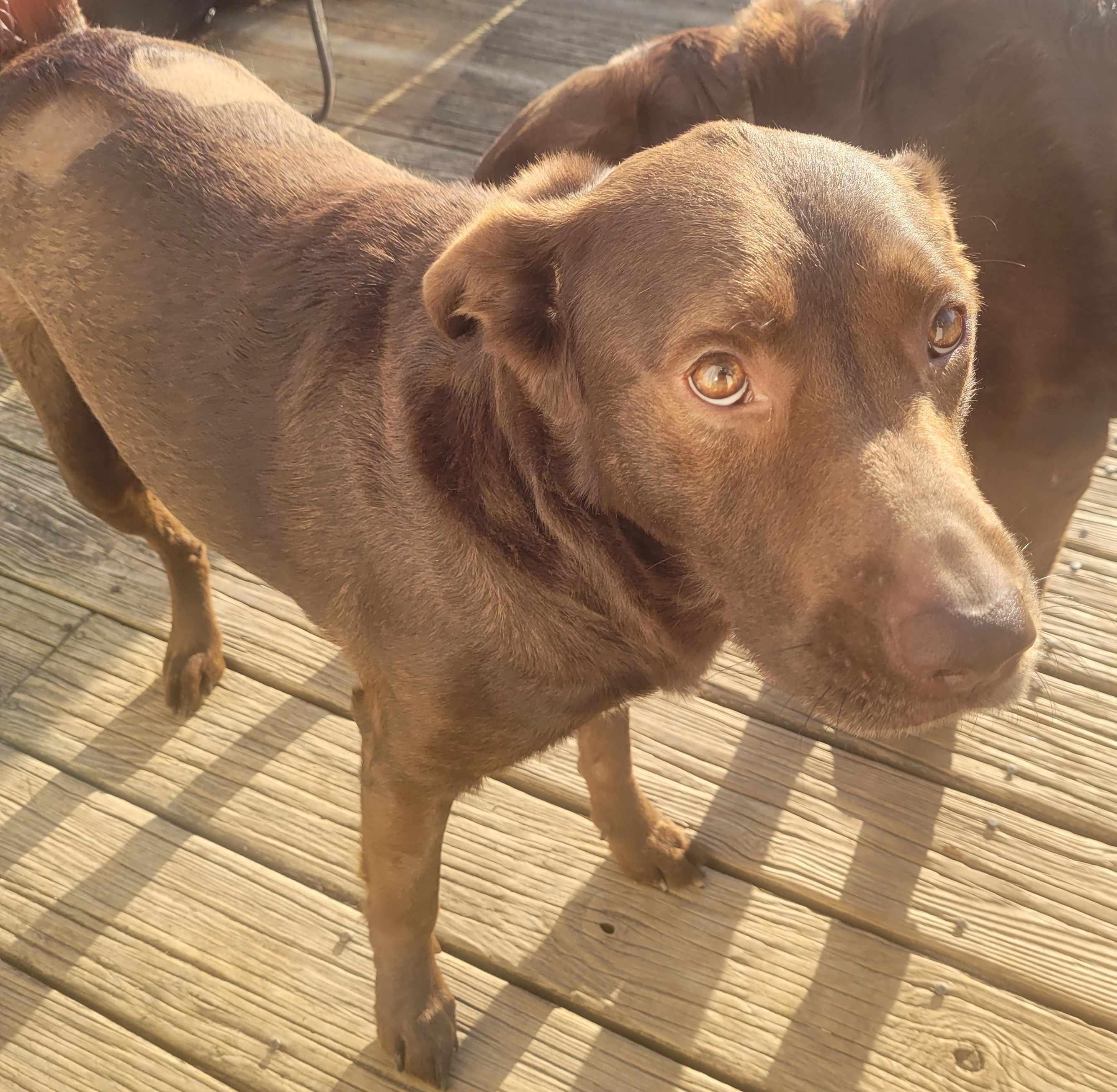 Enlarge Charlie #80, a ADOPTABLE mixed breed in Killingworth, CT image 5/6