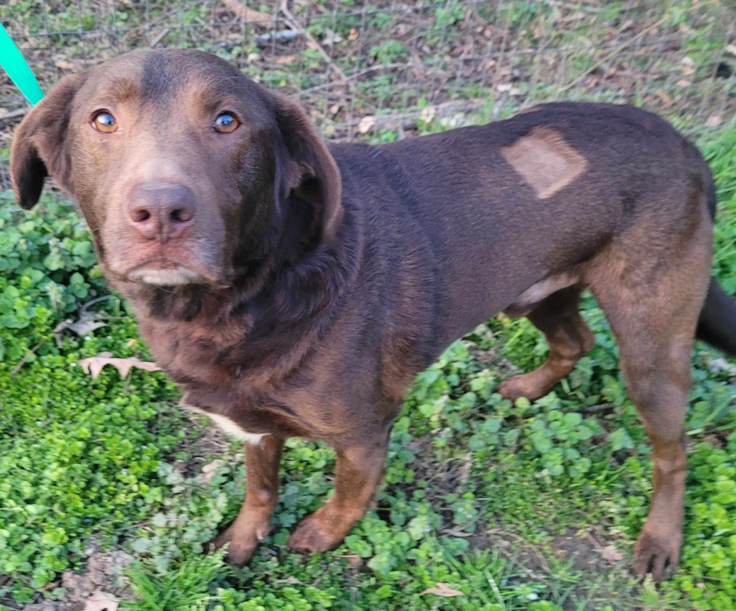 Enlarge Charlie #80, a ADOPTABLE mixed breed in Killingworth, CT image 4/6