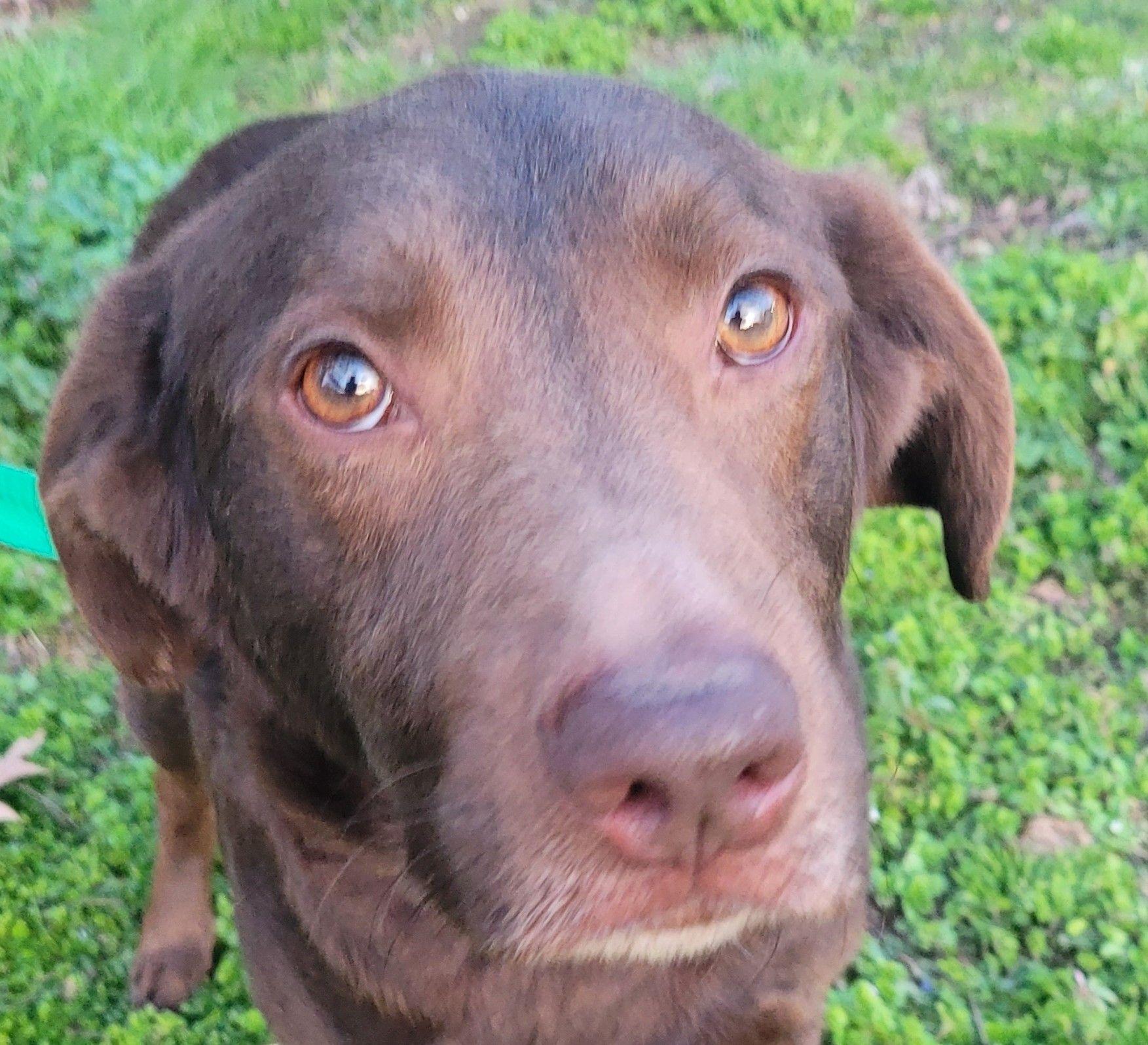 Enlarge Charlie #80, a ADOPTABLE mixed breed in Killingworth, CT image 1/6