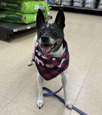-Viola in Maine, an adoptable Mixed Breed in Lewiston, ME, 04240 | Photo Image 1