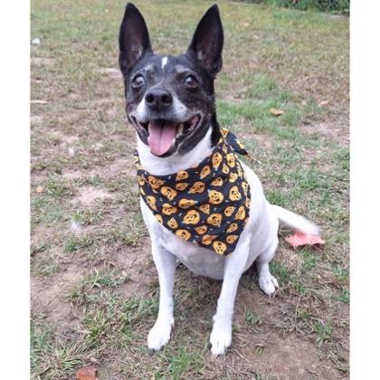 Enlarge -Viola in Maine, a Adoptable mixed breed in Lewiston, ME image 2/3