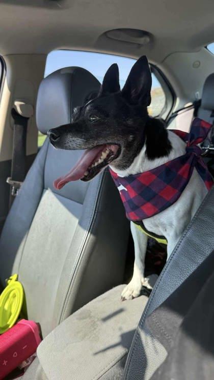 Enlarge -Viola in Maine, a Adoptable mixed breed in Lewiston, ME image 3/3