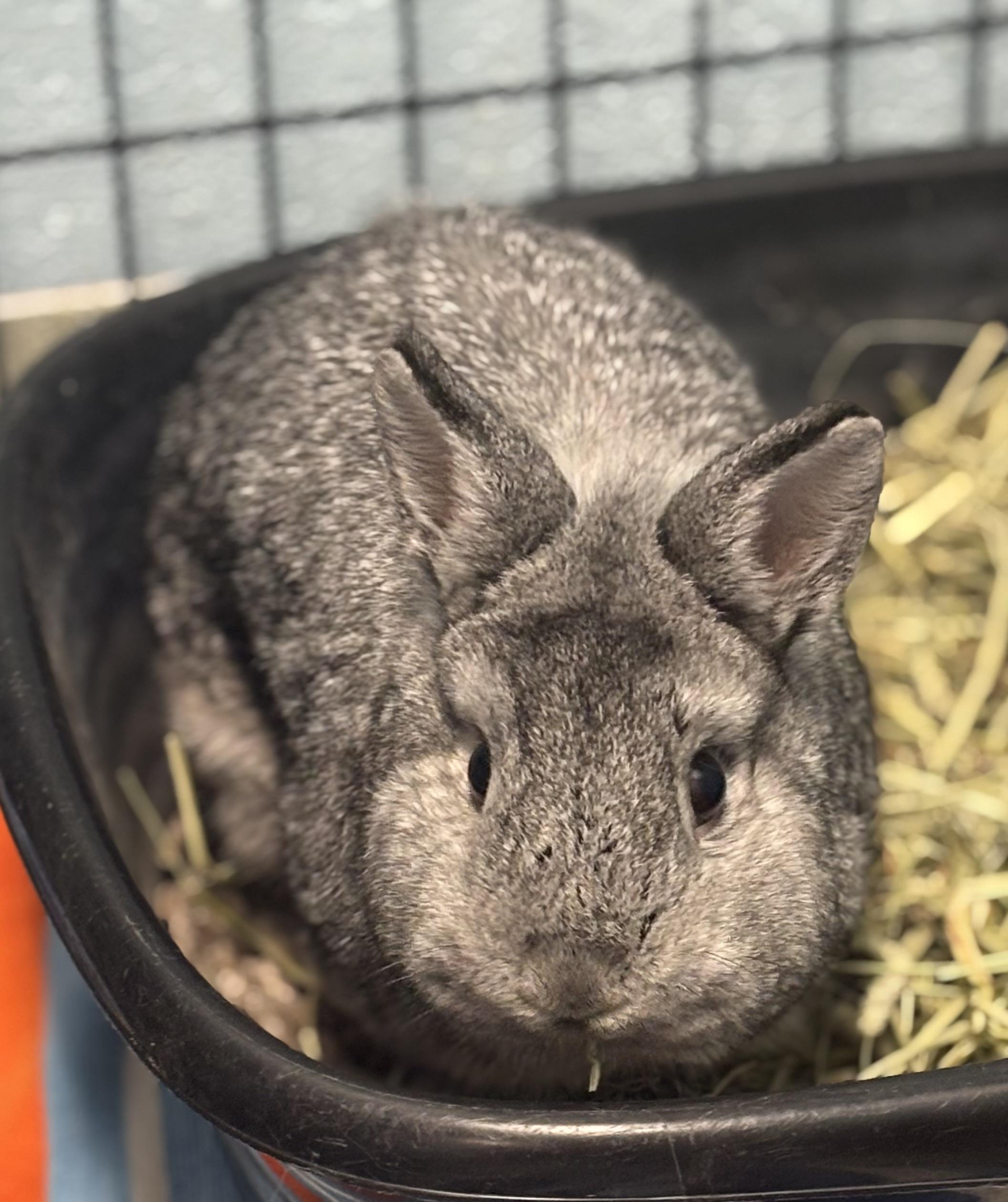Pongo, Adoptable, Young Male Bunny Rabbit.