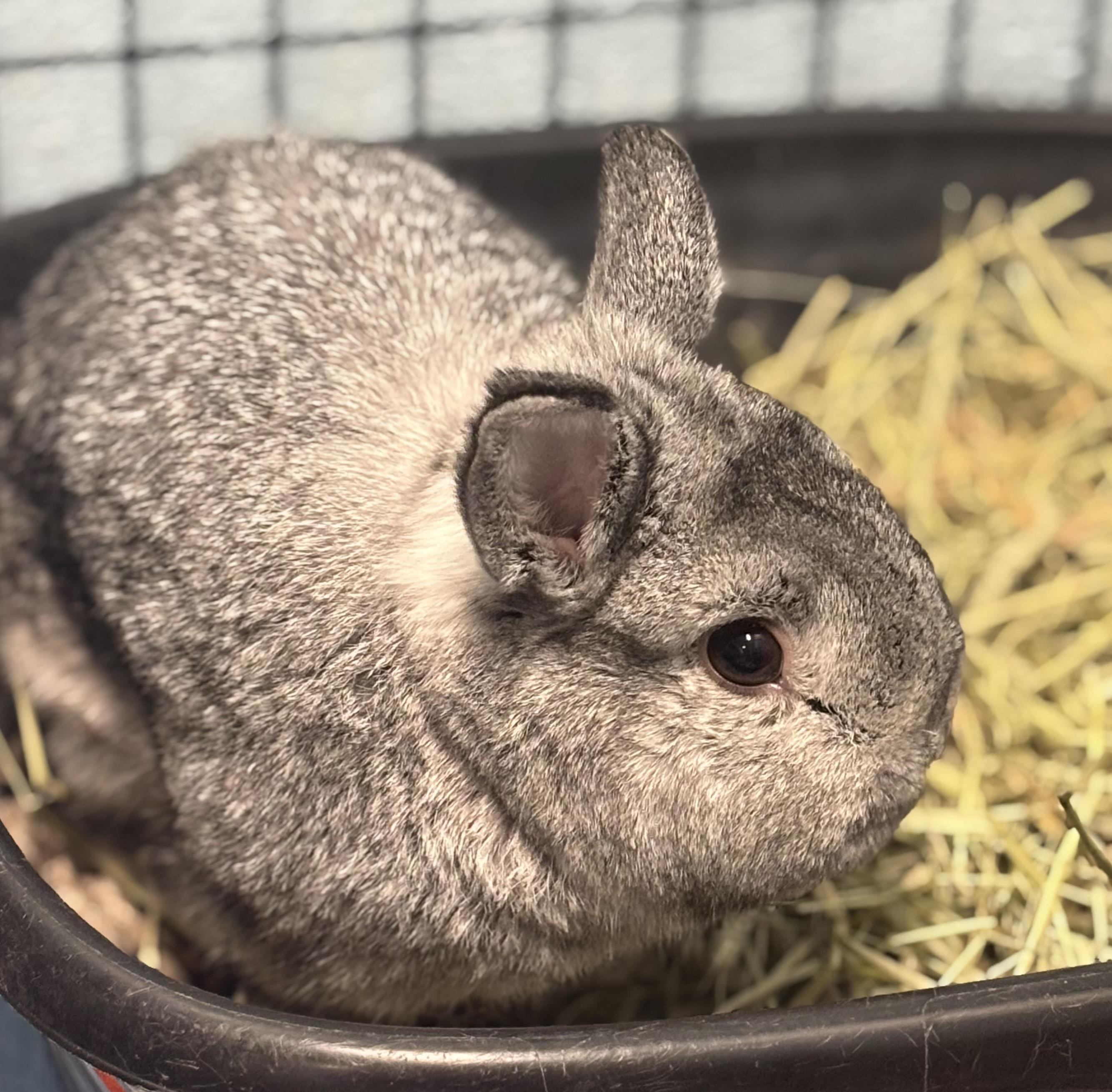 Enlarge Pongo, a Adoptable Bunny Rabbit in Ravenna, OH image 2/2