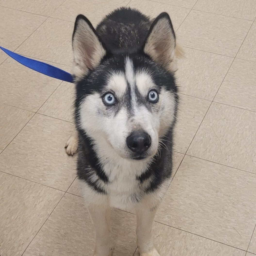 Enlarge Kobe, an adoptable Husky in Muncie, IN image 2/6