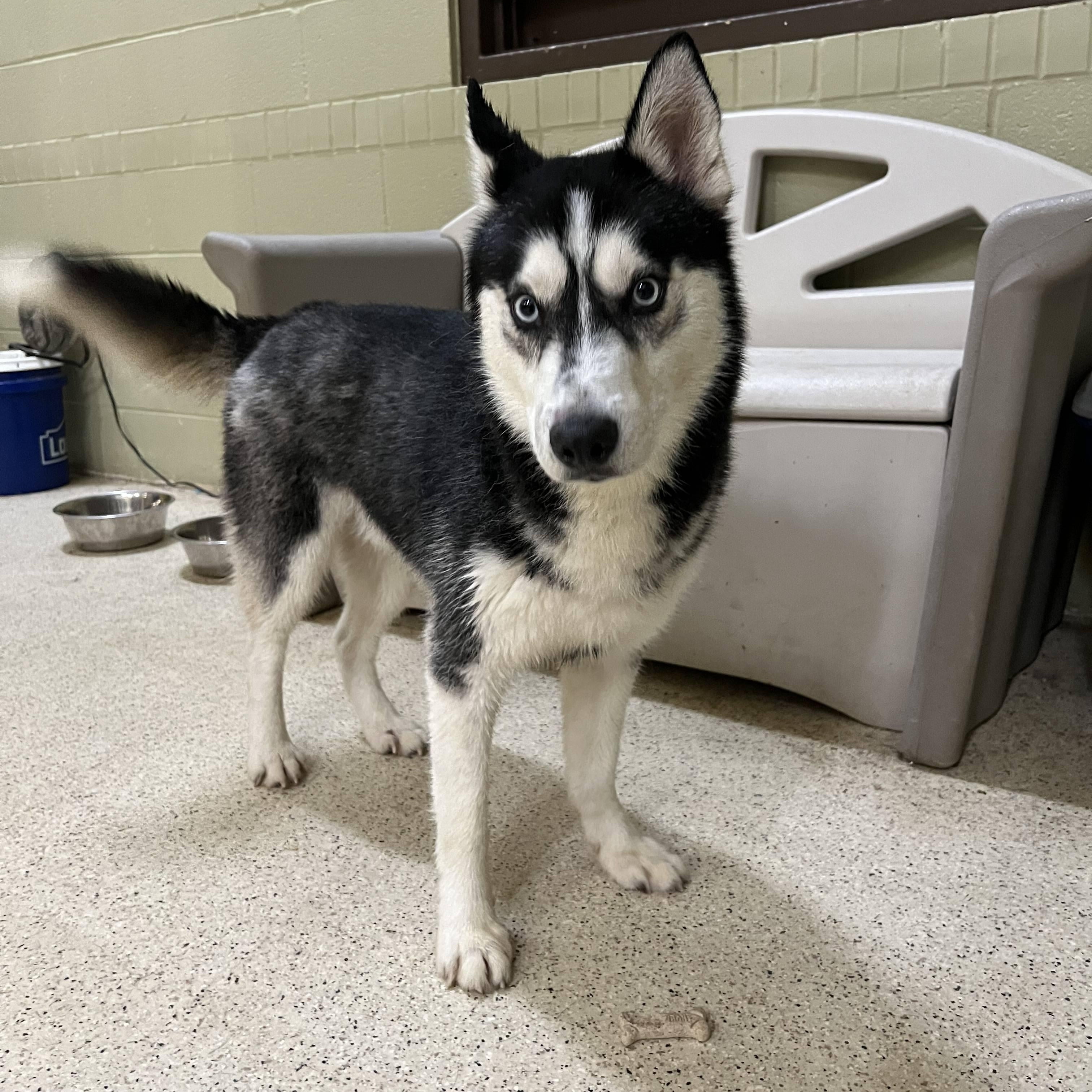 Enlarge Kobe, an adoptable Husky in Muncie, IN image 5/6