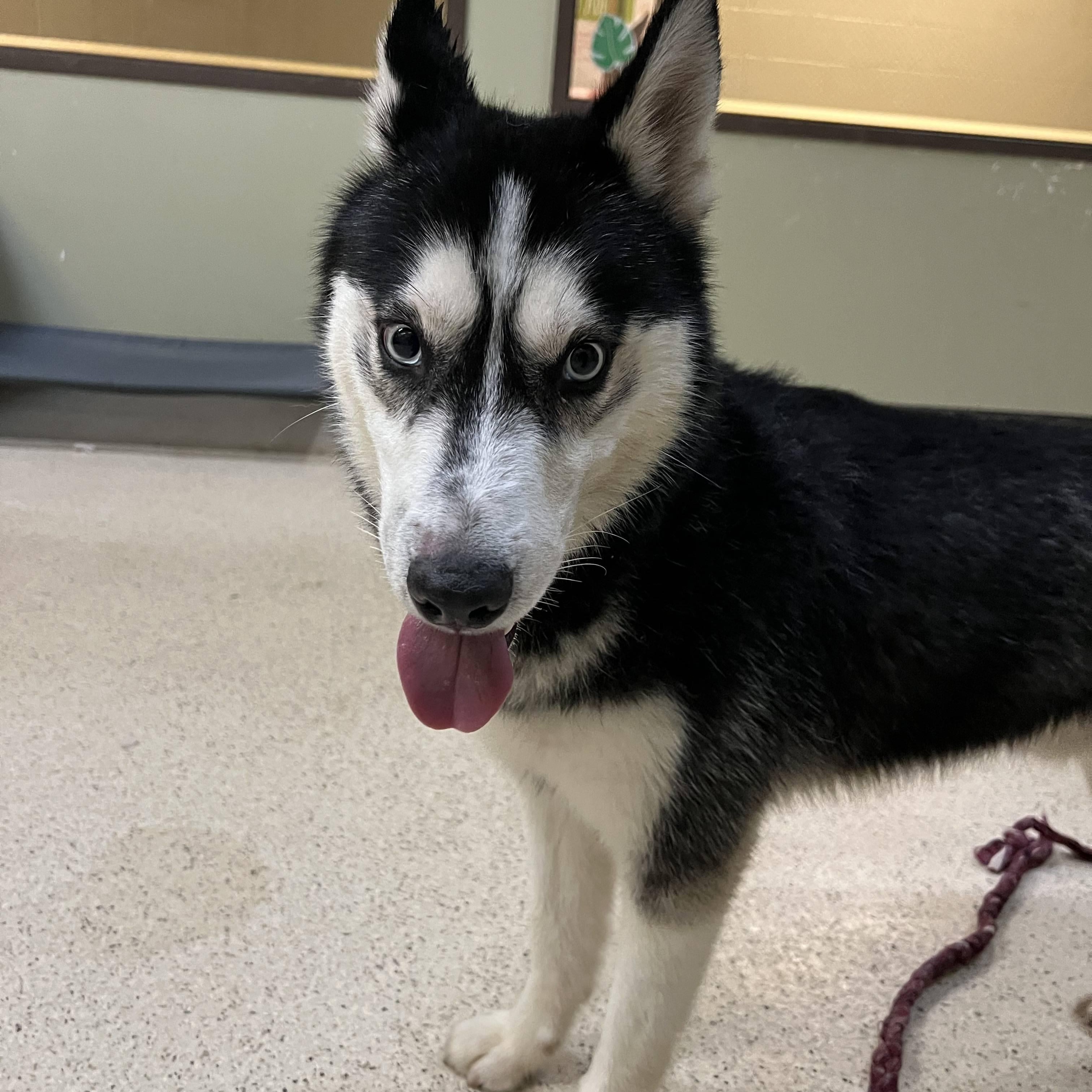 Enlarge Kobe, an adoptable Husky in Muncie, IN image 6/6