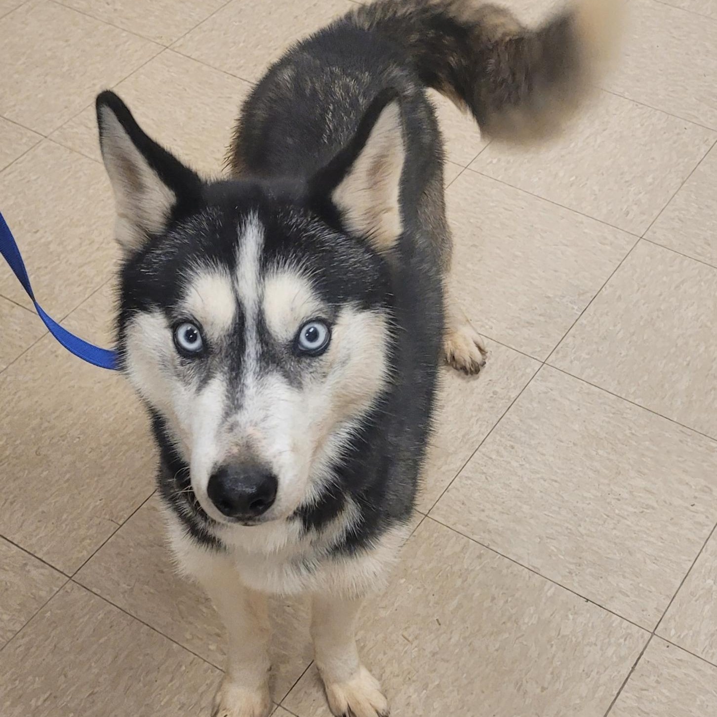 Enlarge Kobe, an adoptable Husky in Muncie, IN image 1/6