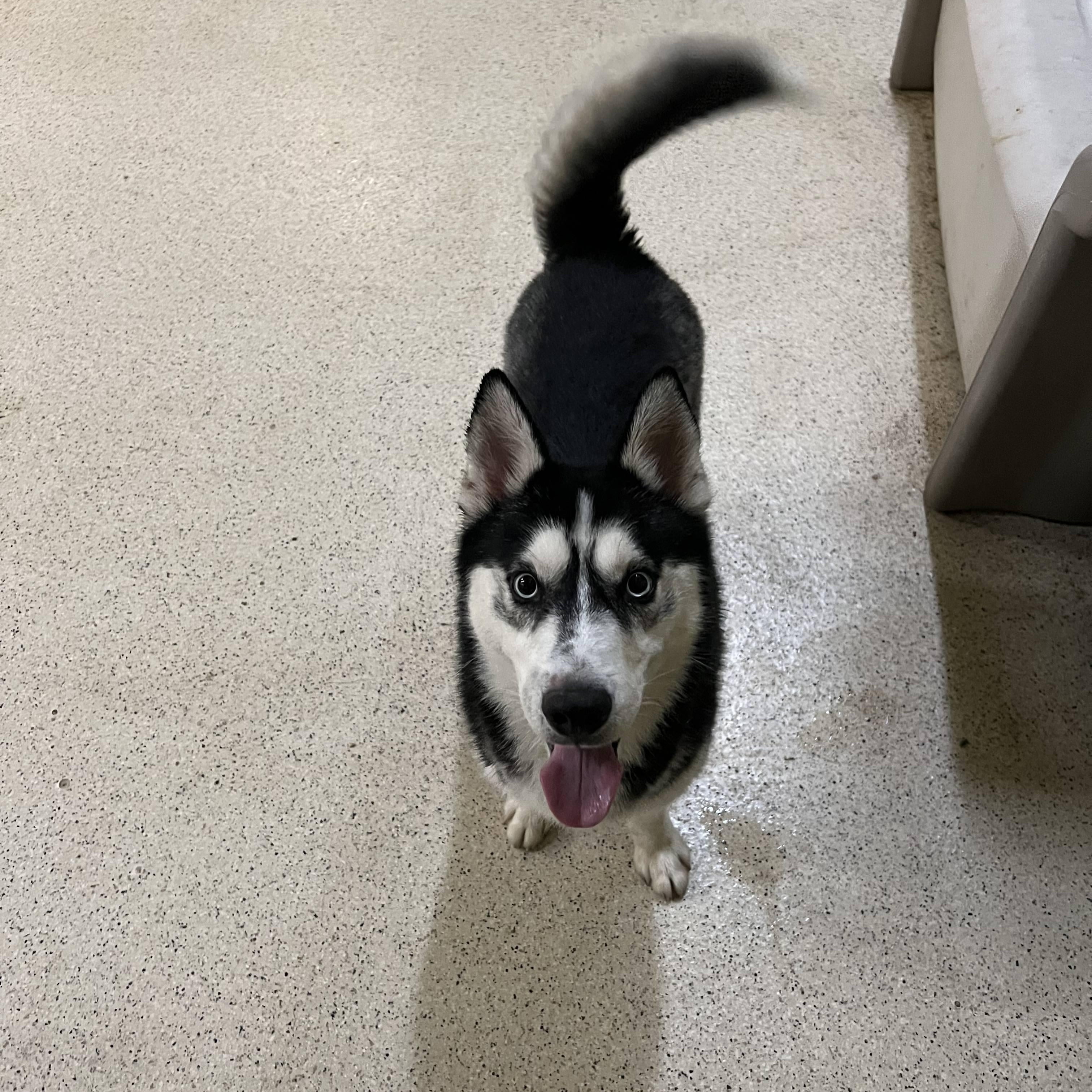 Enlarge Kobe, an adoptable Husky in Muncie, IN image 4/6