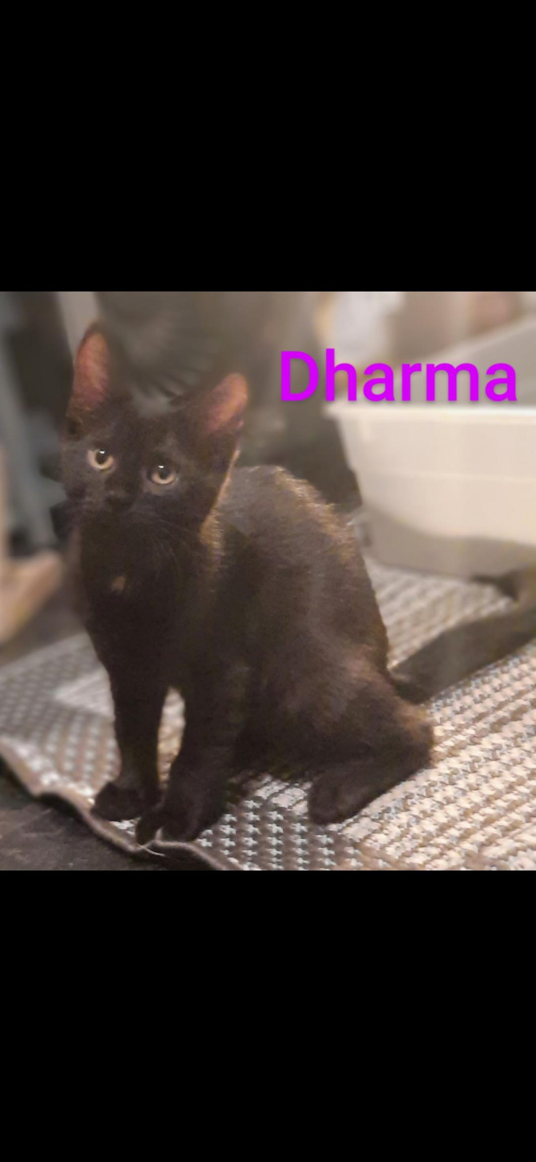 Enlarge Dharma, a Adoptable Domestic Short Hair in Medford, WI image 1/1