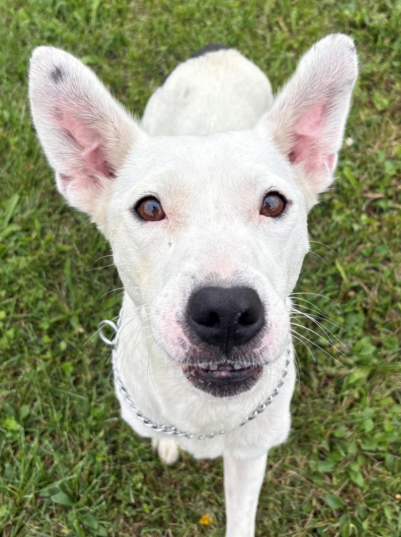 Suki, Adopted, Adult Female Mixed Breed.